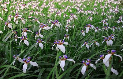 《捞女游戏》在线人数峰值8万 位居国区热销榜第一